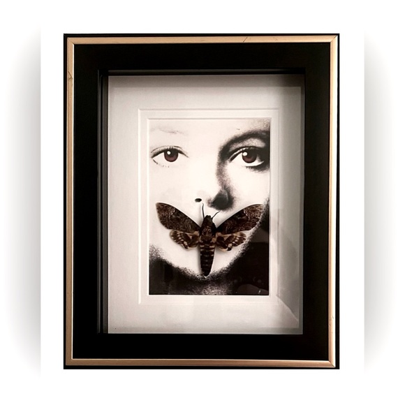 Oddity Silence of the Lambs Taxidermy Death Moth Hand-Mounted/Made Wall Decor